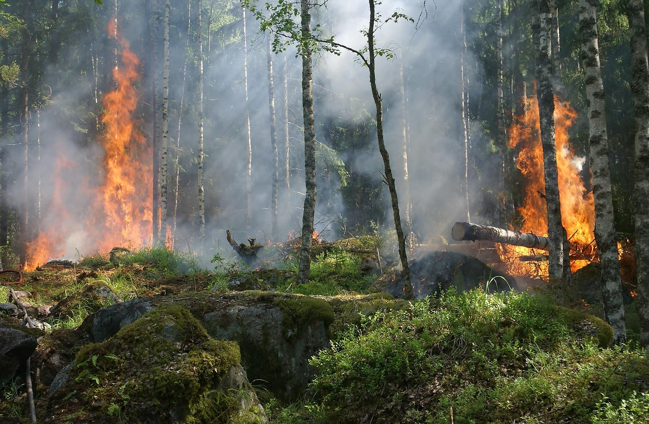 Bosque en llamas, con árboles ardiendo y humo envolviendo la escena.