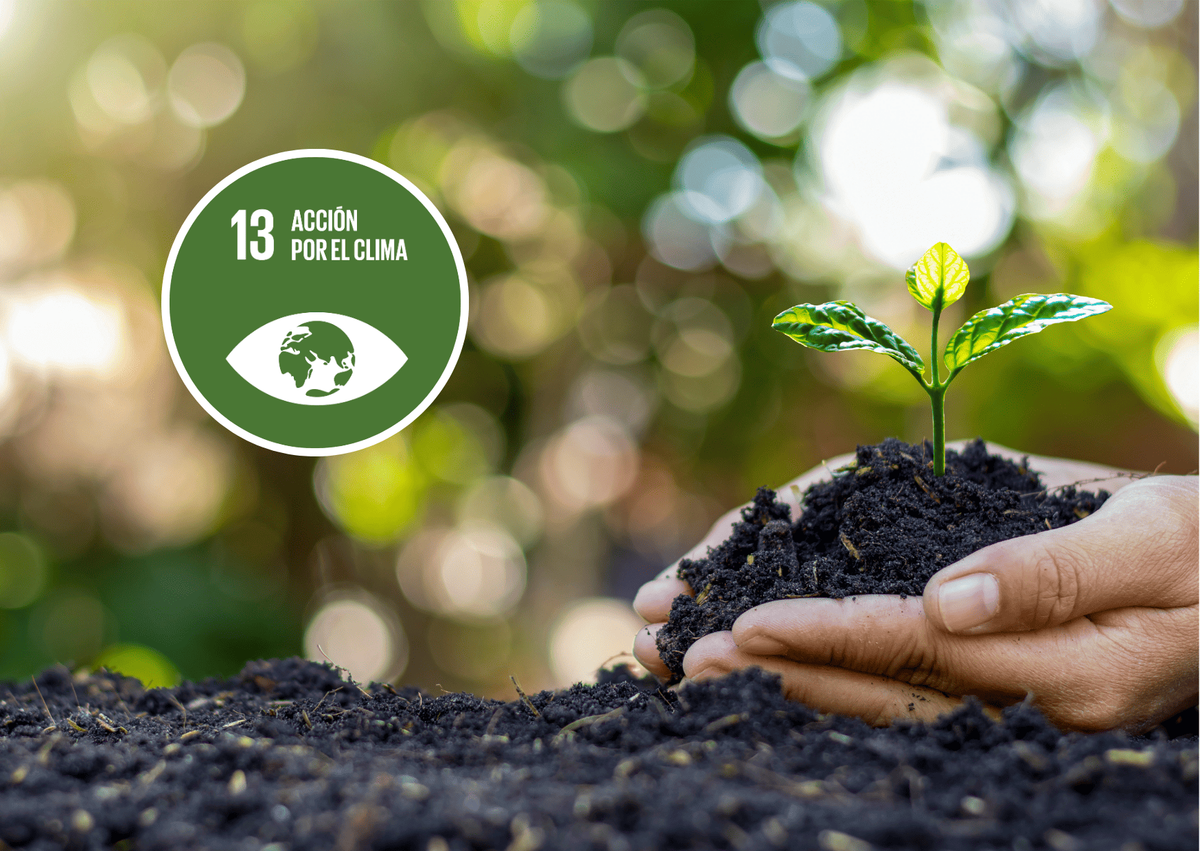 Las manos de una persona sostienen un puñado de tierra en el que está brotando una pequeña planta verde. La imagen también muestra el vector del objetivo de desarrollo sostenible 13: acción por el clima