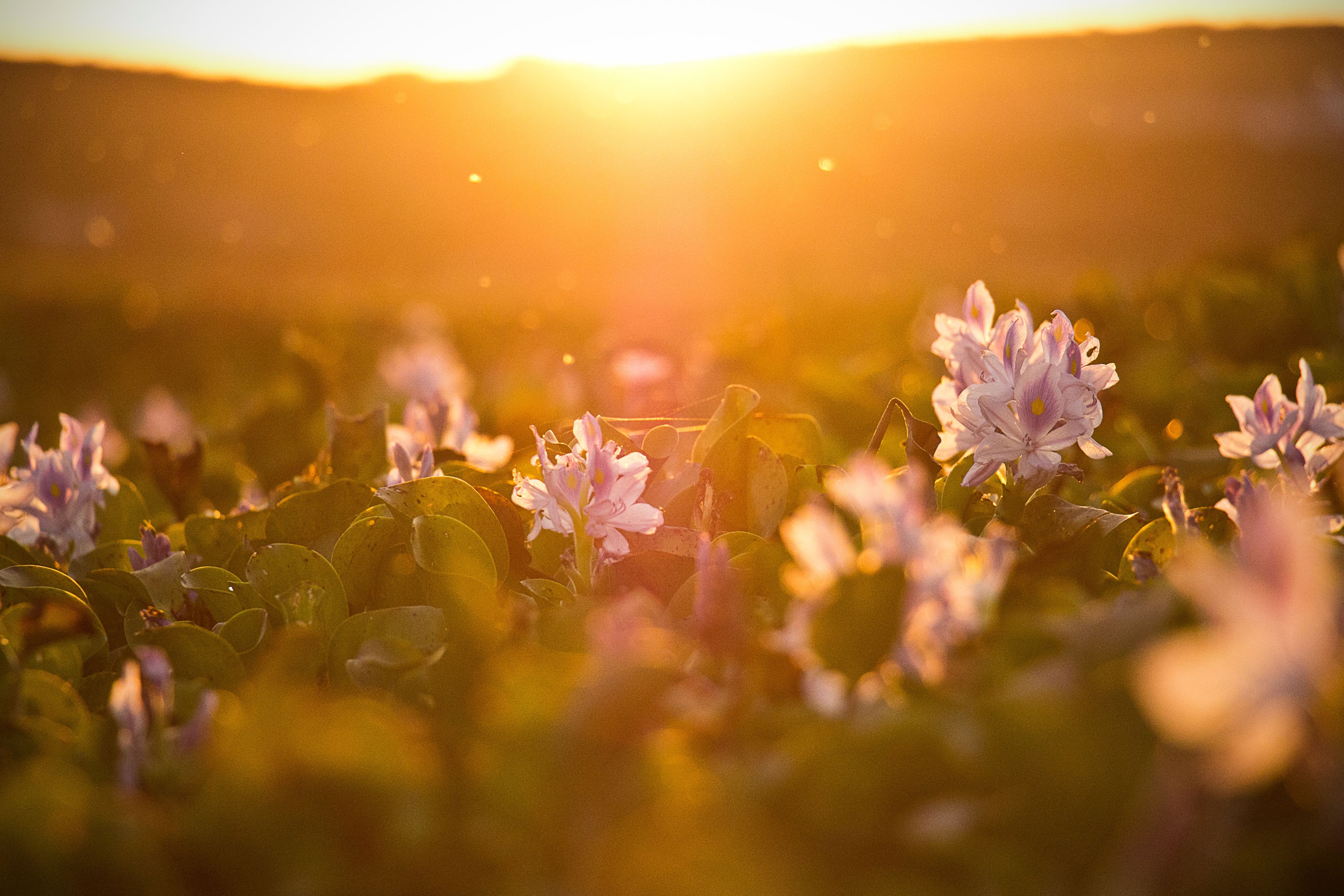 vegetacion verde con flores rosas en un atardecer