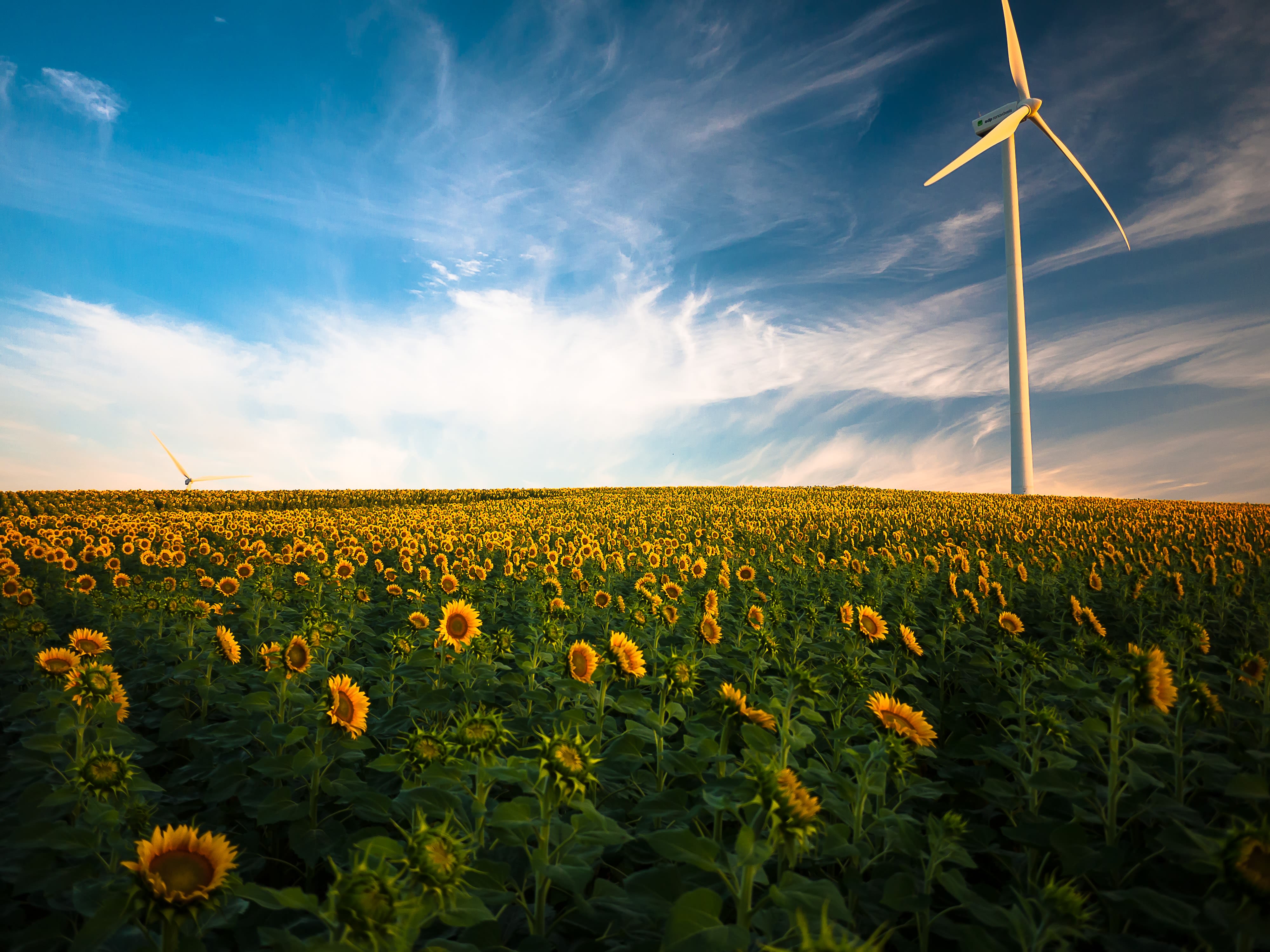 Campo soleado de girasoles, evocando el crecimiento y la responsabilidad personal hacia el medio ambiente.