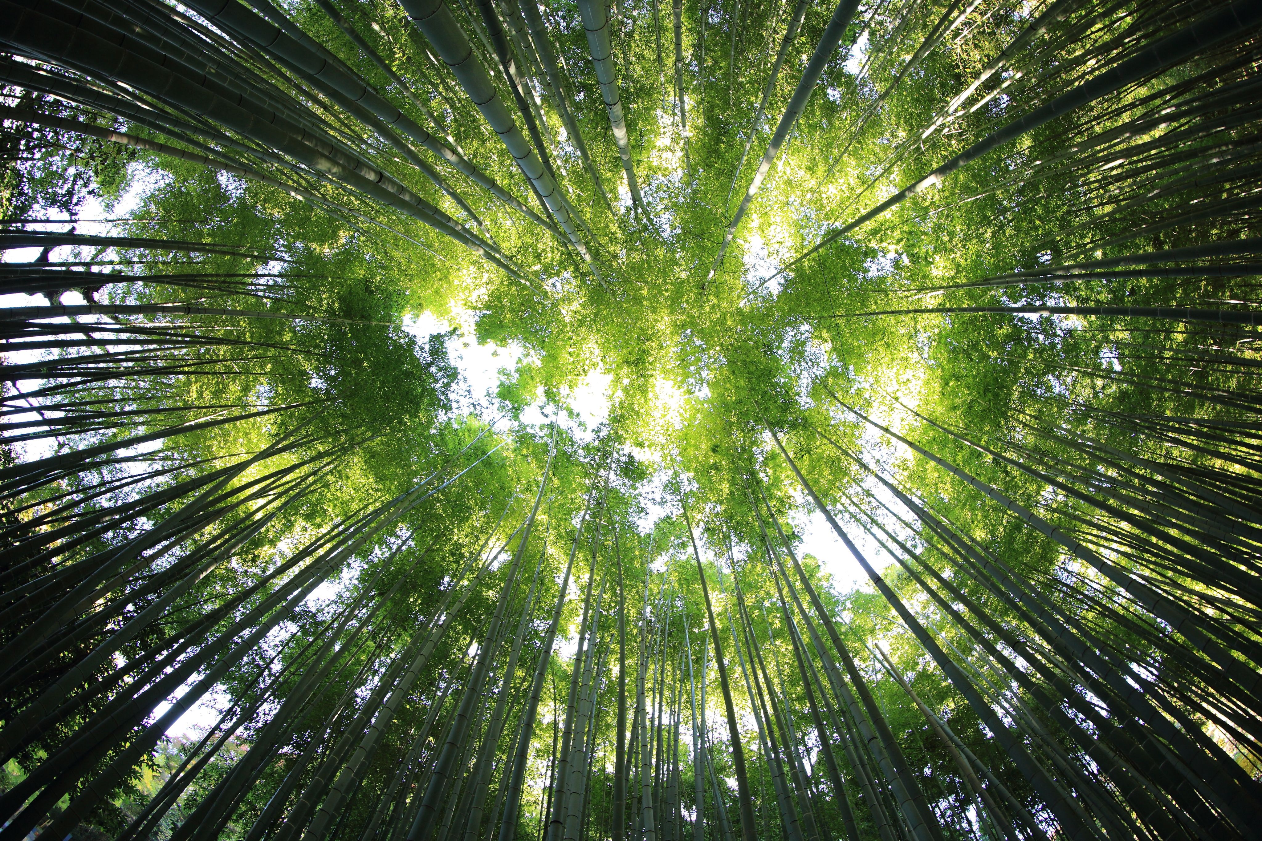 Bosque frondoso y verde que invita a la reflexión y a tomar acción personal.